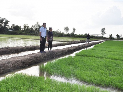 Những giống lúa thơm mới