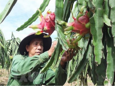 New Zealand supports Vietnams dragon fruit exports