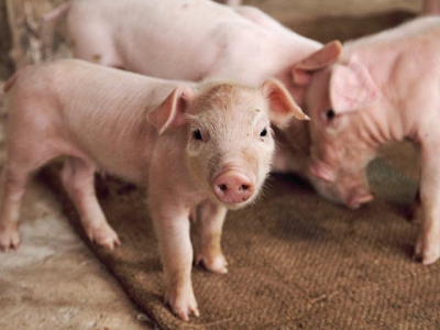 ASF set to undermine recovery in Vietnamese pig sector