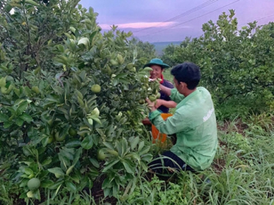 Solutions to promote organic agricultural development