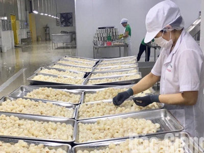 1,000 tonnes of lychees ordered to process for export and comsume at supermarket