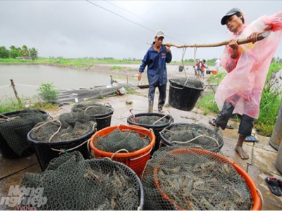 Chuyển giao công nghệ mới trong nuôi tôm