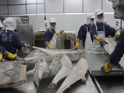 Lợi thế cho cá ngừ xuất khẩu khi EVFTA có hiệu lực