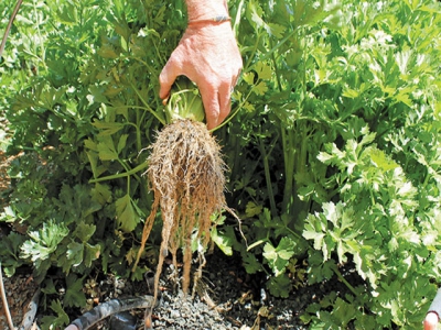 Making ruminant farming part of the climate change solution