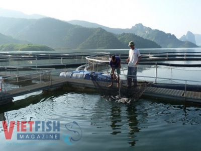 Hà Nội to tighten control cage culture in rivers