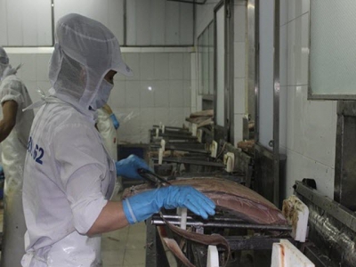 Cá ngừ Việt Nam chiếm lĩnh thị trường Hà Lan