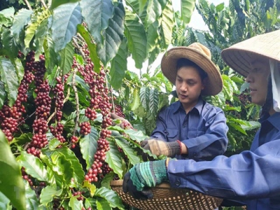 Việt Nam to manage coffee quality through new database