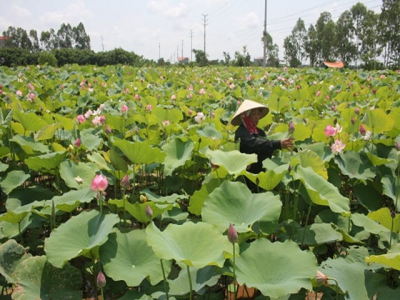 Làm giàu nhờ trồng sen