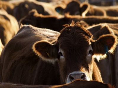 Genomics link beef cattle to production environment