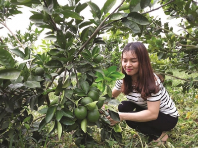 Hiệu quả chuyển dịch cơ cấu cây trồng ở huyện cù lao Chợ Mới