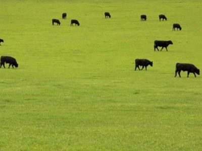 Infrared tech may support cattle herd improvement