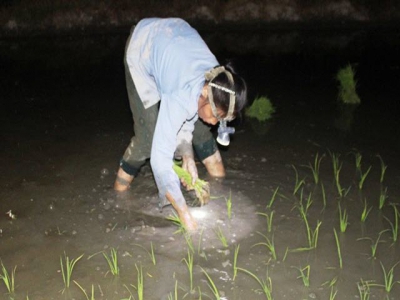 Farmers turn to work at night to avoid heat wave