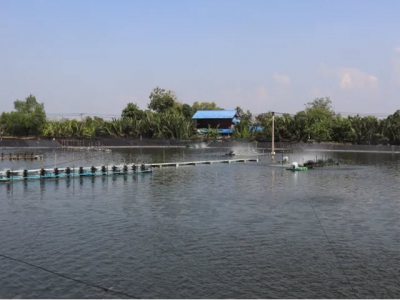 Shrimp farmers flock to data sharing project