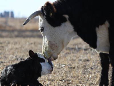 Cow/calf producers reminded to conduct bull soundness exam