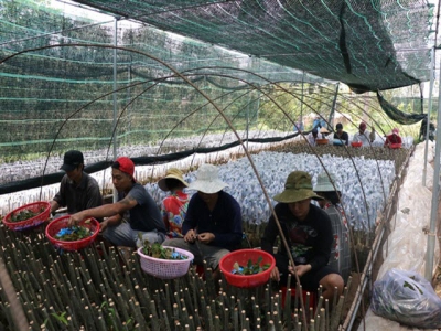 Countrys biggest provider of fruit seedlings improves quality