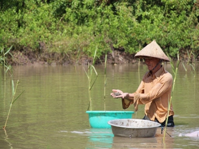 Kỹ thuật nuôi sò huyết trong ao cho lãi cao