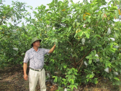 Liên kết trồng ổi VietGAP, nhà nông khỏi lo ế hàng