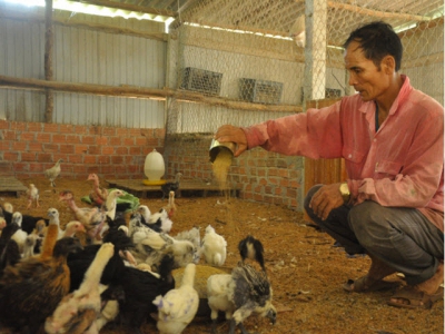 Nuôi gà đặc sản thu nhập cao