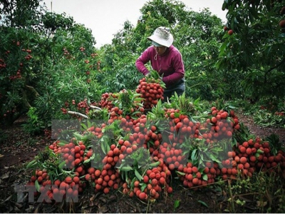 Bac Giang to host lychee trade promotion teleconference next month