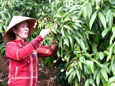 Awakening domestic consumption of lychees