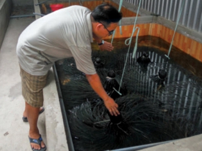 Làm giàu từ nuôi lươn an toàn sinh học tại Tiền Giang