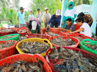 Vietnamese raw shrimp can be in short supply due to farmers hesitation in stocking