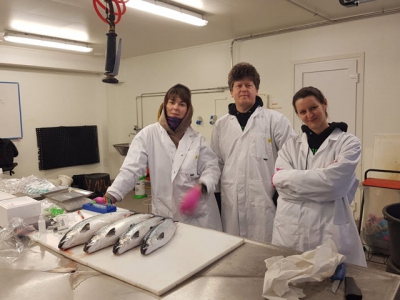 How can Norway defeat pancreatic disease in salmon? By detecting it faster