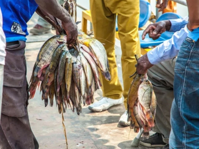 Feed and seed: addressing challenges in Zambian aquaculture
