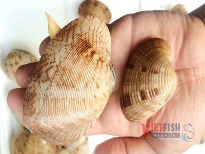Seafood prices bounce back in the southern province
