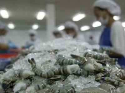 Cà Mau: Companies purchasing shrimp materials for stockpiles are prefered