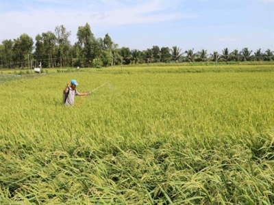 Trà Vinh farmers expand organic rice areas