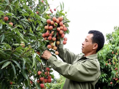 Việt Nam proposes solutions to Japan for export of lychee