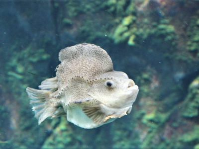 Lumpfish production in RAS with various water treatments