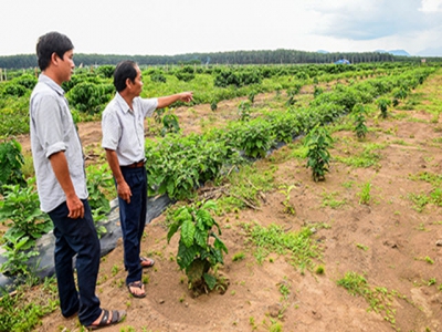 Coffee farms see high yields from new trees