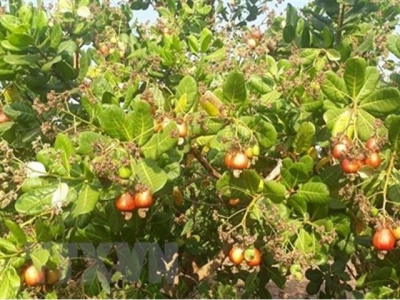 Cashew export expected to recover strongly after pandemic