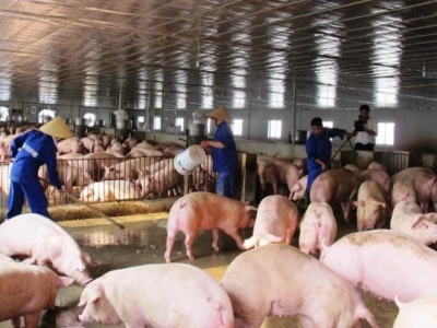 Pork supply expected to be more plentiful at years end