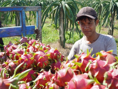 Fruit exports to China face competition from neighbors