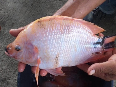 Tilapia farming offers hope for remote communities in post-conflict Colombia