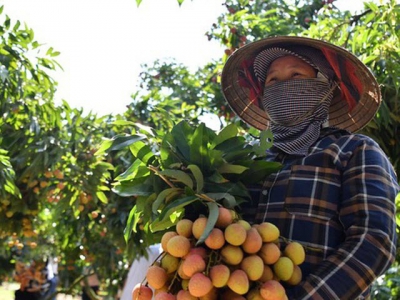 Vietnamese lychees head for EU markets