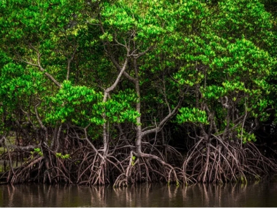 Đồng bằng sông Cửu Long khuyến khích nuôi tôm trong rừng ngập mặn