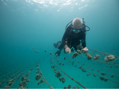 Restorative aquaculture - Marine Cultures