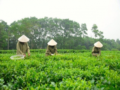 China boosts buying Vietnams tea in the first half of this year