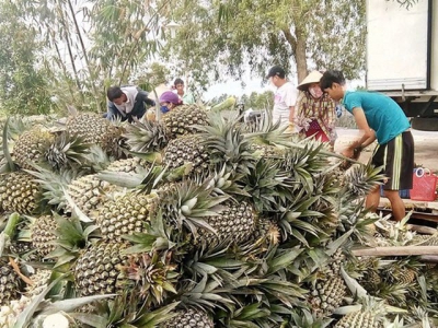 Pineapple price plummets in Tien Giang Province