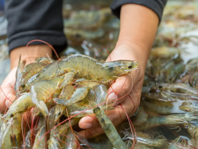 Shrimp stunning initiative wins animal welfare award