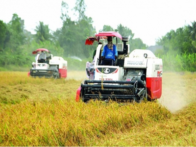 Vietnams rice exports: the worlds second largest exporter still unstable