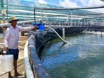 Bến Tres shrimp sector targets production value of $1 billion by 2025