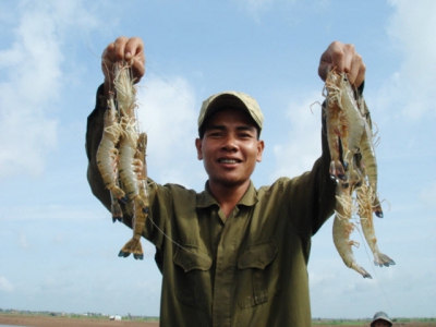 Vietnams shrimp accounts for the largest market share in Australia
