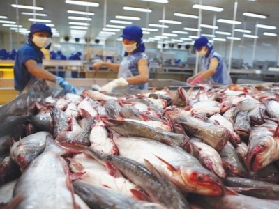 Pangasius exports rebound on rising global demand