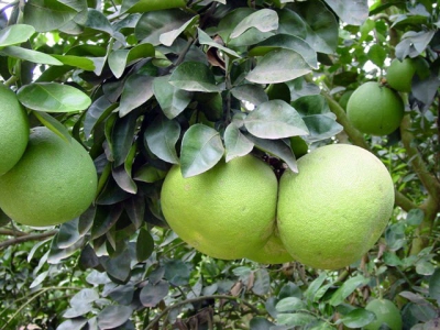 Green-skinned pomelo growers in Mekong Delta still earn profits