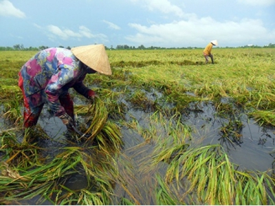 Nhiều tỉnh ở Đồng Bằng Sông Cửu Long thiệt hại nặng do mưa dông